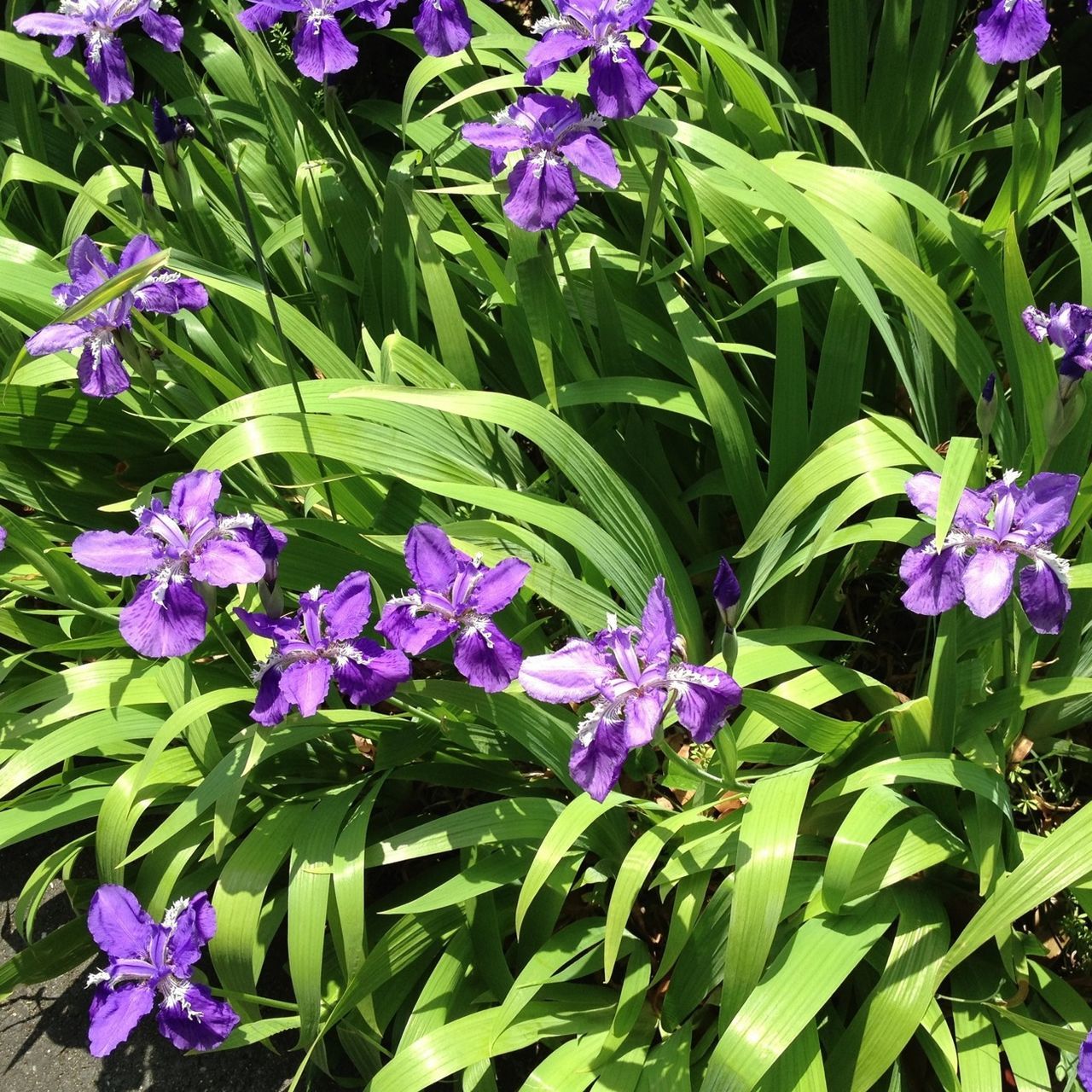 flower, purple, freshness, growth, fragility, plant, beauty in nature, leaf, petal, nature, blooming, flower head, green color, close-up, high angle view, in bloom, outdoors, park - man made space, botany, focus on foreground