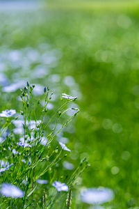 Close-up of plant growing outdoors