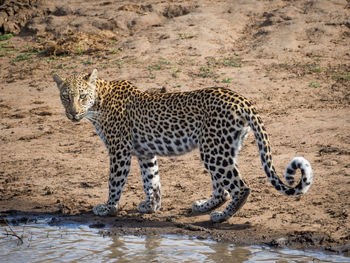 Leopard at water hole in kruger national park, south africa 