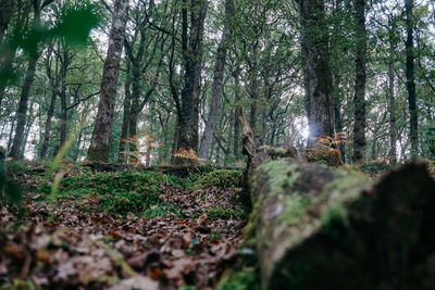 Trees in forest