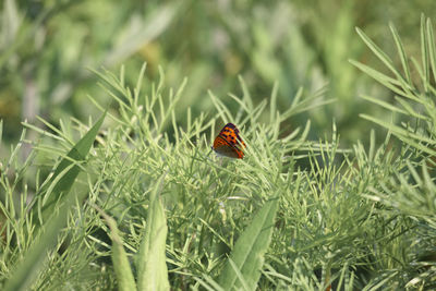 Close-up of ladybug on grass