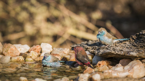 Birds perching on rock