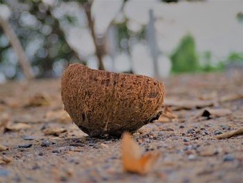 Close-up of bread on land