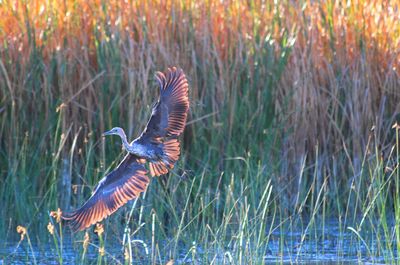 Bird flying over lake