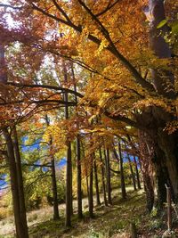 Trees in forest during autumn