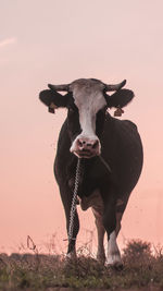 Portrait of cow standing on land against clear sky at sunset
