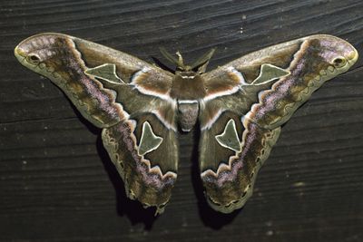 High angle view of insect on wood