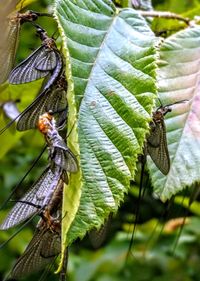 Close-up of butterfly on leaf