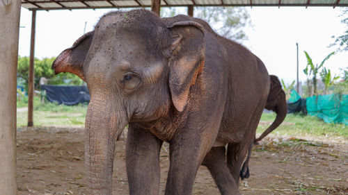 Close-up of elephant in a reserve park