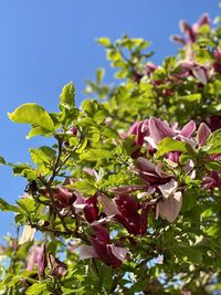 Close-up of pink flowering plant against clear sky