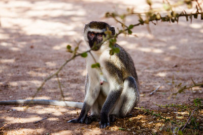 Langur on field