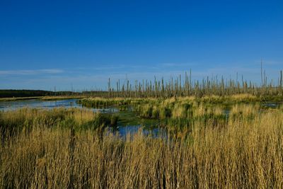 Scenic view of field against clear blue sky