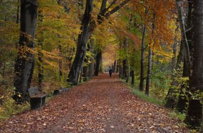 Footpath amidst trees in forest during autumn