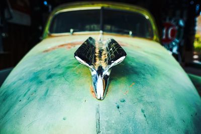 Close-up of bird on car