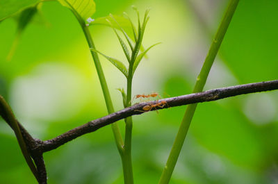 Close-up of ladybug on plant