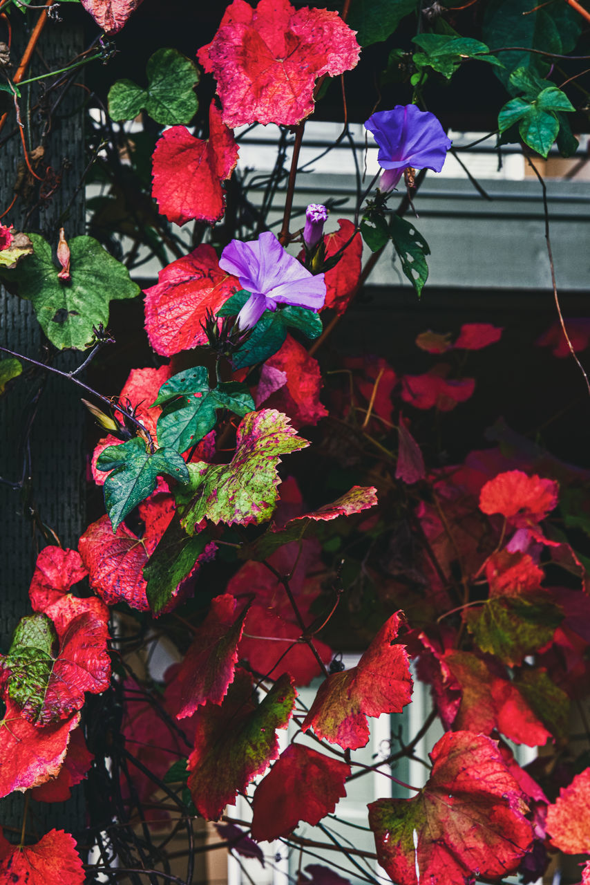 red, plant, leaf, nature, plant part, flower, no people, beauty in nature, growth, flowering plant, autumn, freshness, day, close-up, outdoors, fragility, tree, floristry, petal, branch