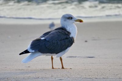 Close-up of seagull on beach