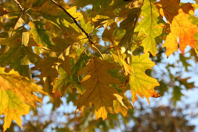 Low angle view of maple tree against sky