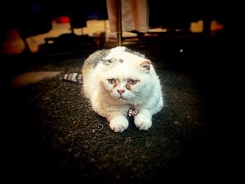 Cat looking away