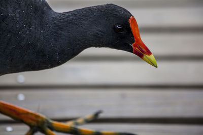 Close-up of bird