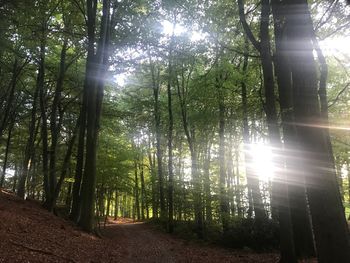 Low angle view of trees in forest