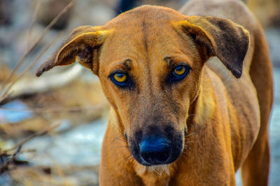 Close-up portrait of dog