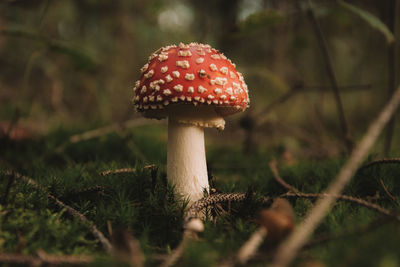 Close-up of mushroom on field