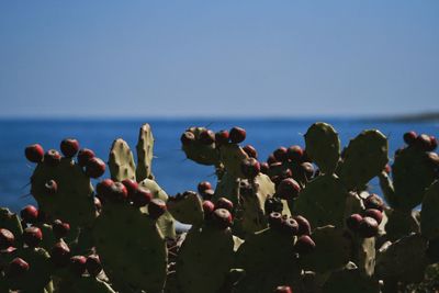 Scenic view of sea and prickly pears against clear blue sky