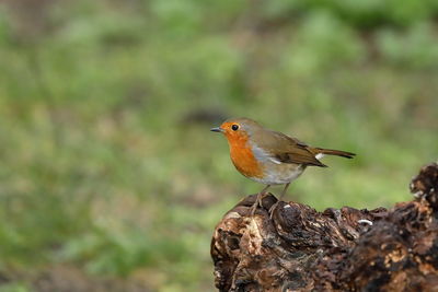 Close-up of bird perching on rock