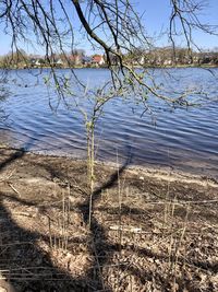 Bare tree on lakeshore against sky