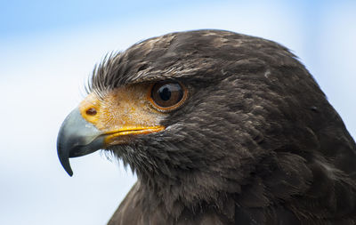 Close-up of hawk