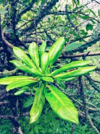 Close-up of fresh green plant