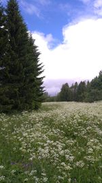 Scenic view of field against sky