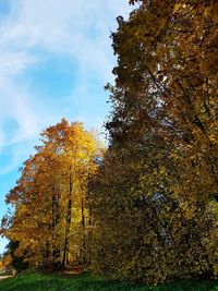 Low angle view of autumnal trees against sky
