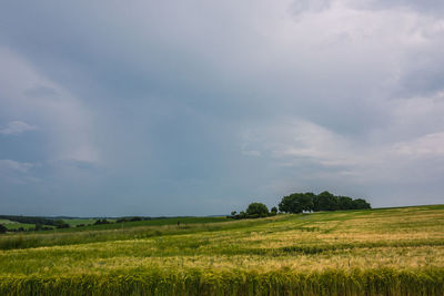 Scenic view of agricultural field against sky