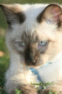 Close-up portrait of cat