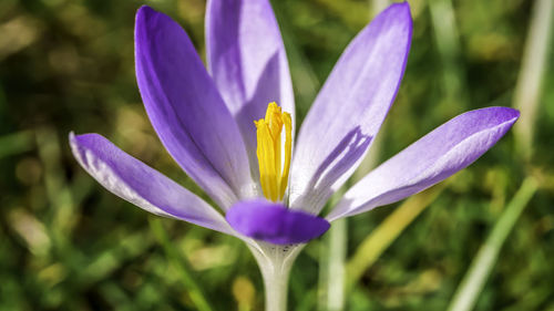 Close-up of purple flowering plant