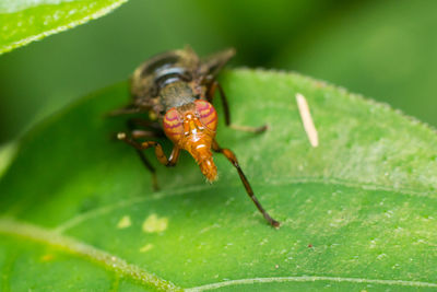 Close-up of insect on leaf