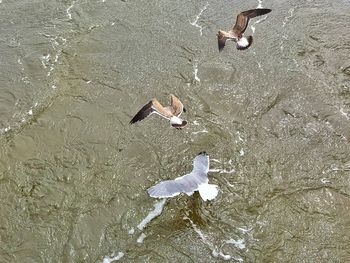 Birds in water