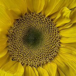 Full frame shot of sunflower