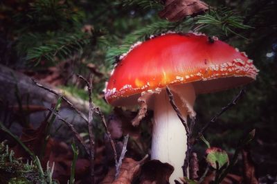Close-up of red mushroom growing in forest