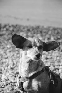 Close-up portrait of dog