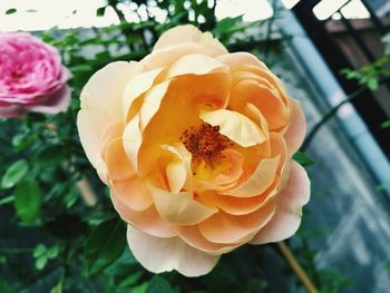 Close-up of rose blooming outdoors