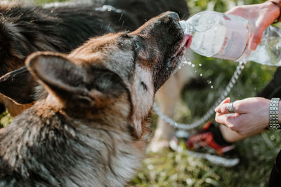 Dog drinking from owner palms