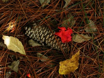 Close-up of red leaves