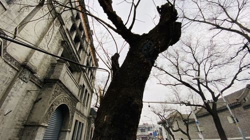 Low angle view of bare tree against building