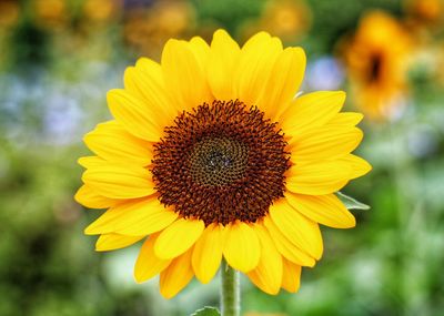 Close-up of sunflower