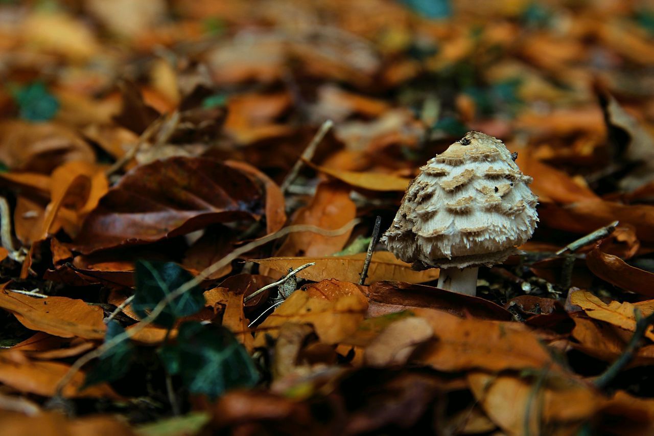 CLOSE-UP OF DRY LEAVES DURING AUTUMN