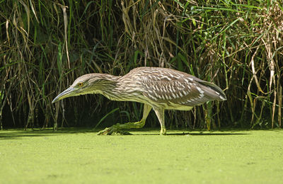 Side view of a bird on field