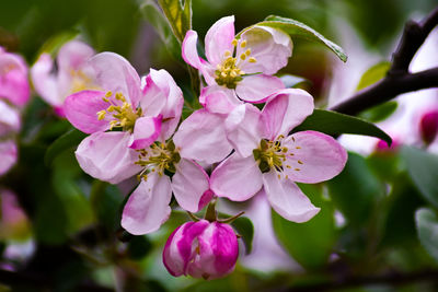 Close-up of pink cherry blossom